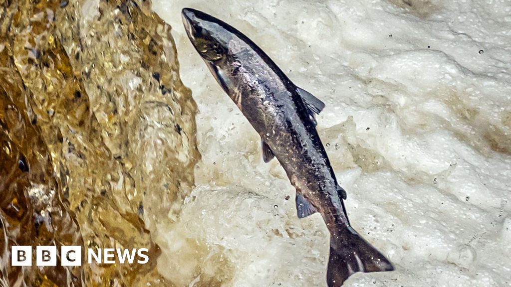 Four in court over Bleiker's Smokehouse salmon fraud