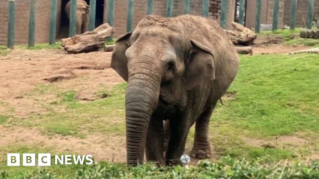 Belfast Zoo's elephants Dhunja and Yhetto ready for retirement BBC News