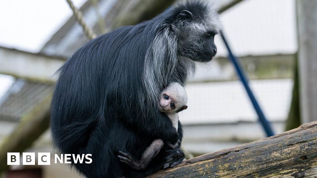 Endangered monkey fathers three babies at zoo