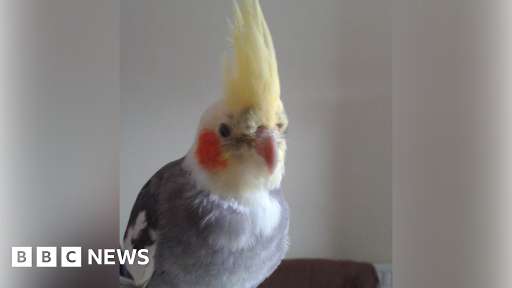 Stoke-on-Trent woman's desperate search for missing pet cockatiel