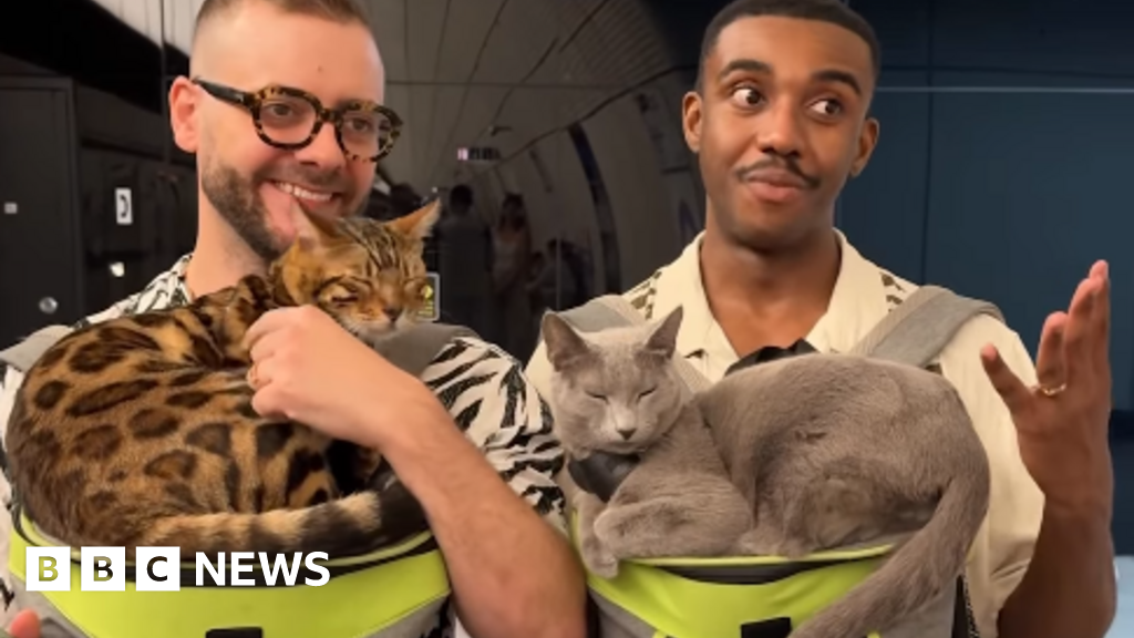 Charity urges removal of Tube cat travel video