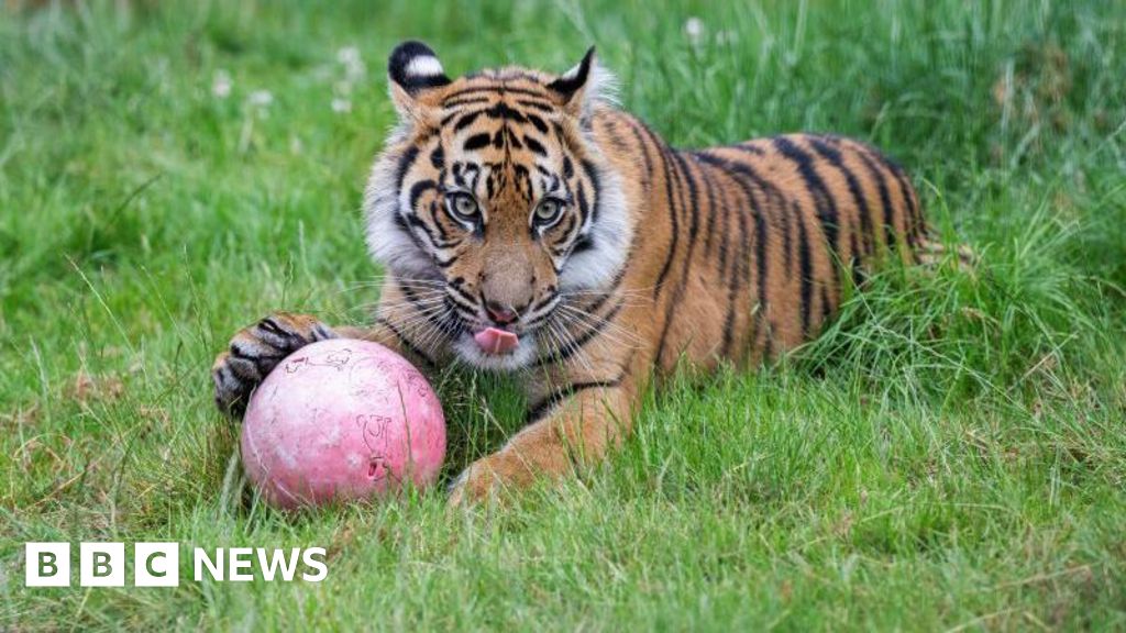Endangered Sumatran tiger Lestari celebrates first birthday - BBC News