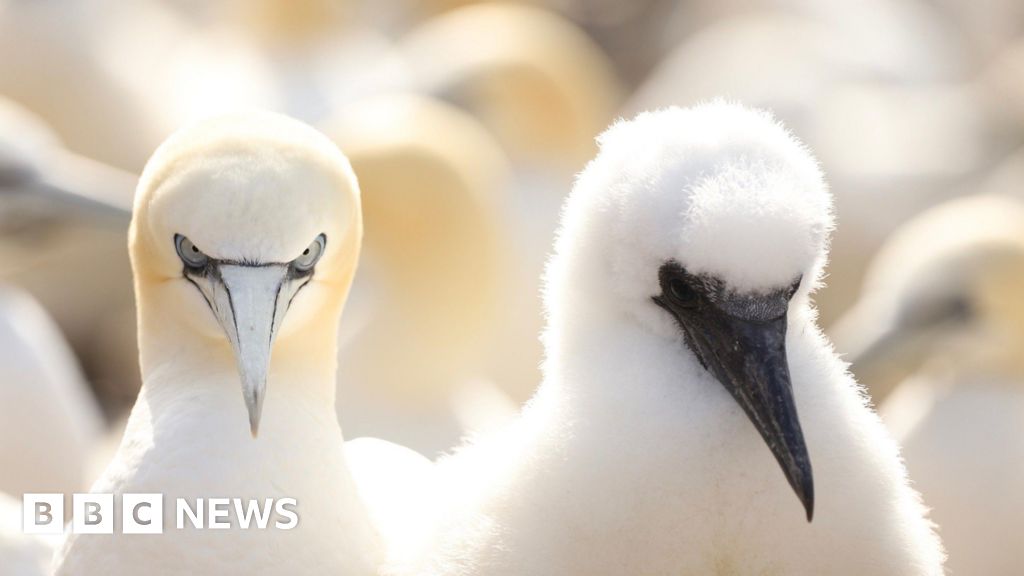 bbc.co.uk - Bass Rock gannet population falls by almost a third since bird flu outbreak