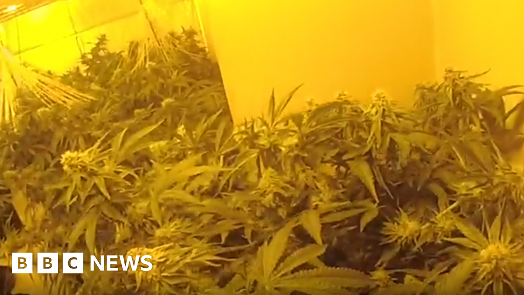Multiple Cannabis Farms Discovered in Northern England Following Fires, Raids