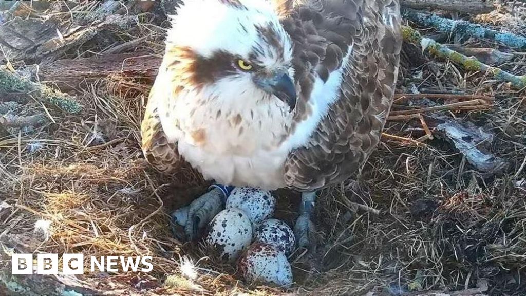 Former love‑triangle osprey lays fourth egg