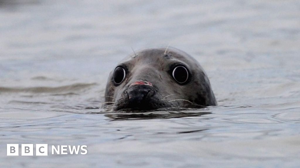 Birth of grey seal pup at Blakeney Point caught on camera