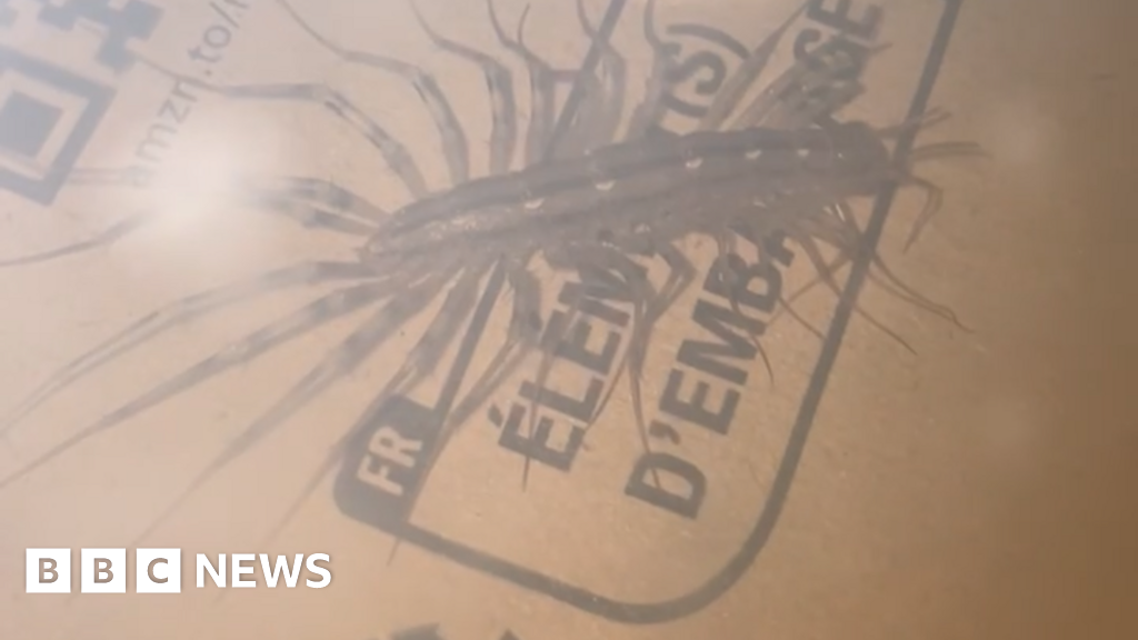 Woman finds rare venomous centipede in flat