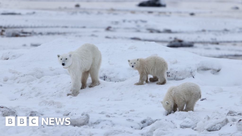 Watch: Mother polar bear seen interacting with adopted cub