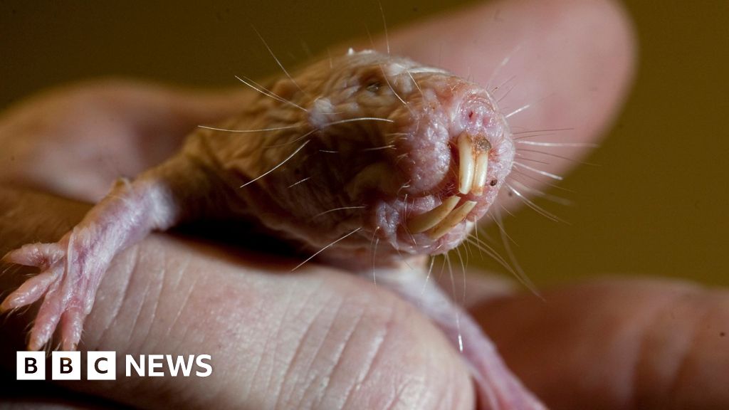 Naked mole rats' DNA could hold key to long life