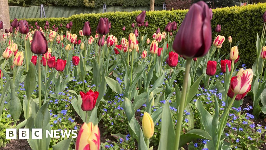 Pocklington: 18,000 tulips in bloom for festival