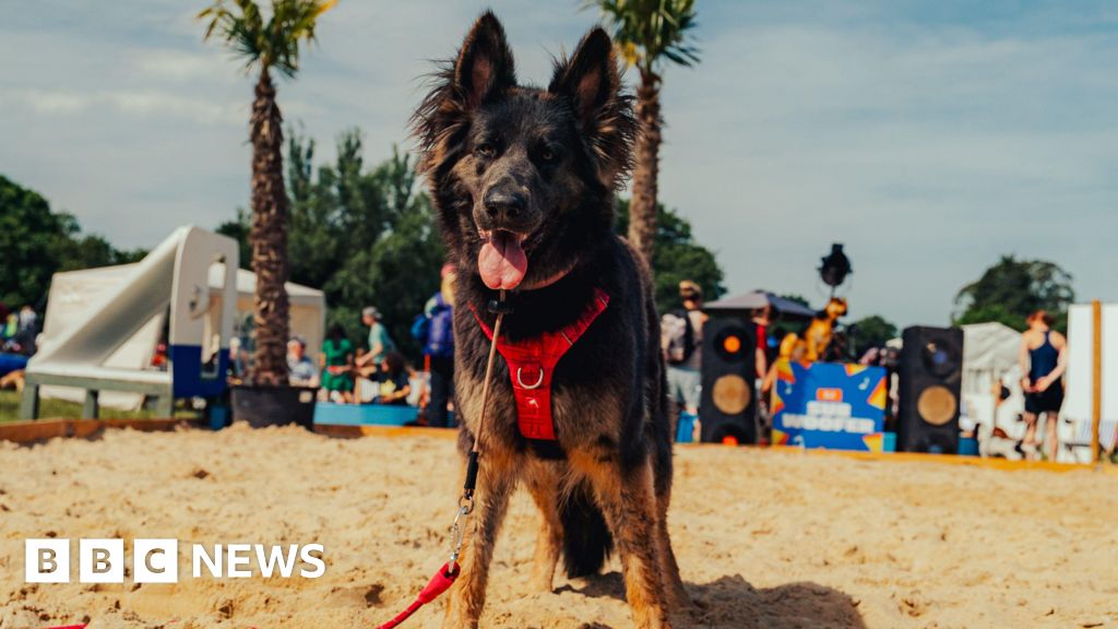 Canine Carnival: Dogs Rule Burley Park in Hampshire