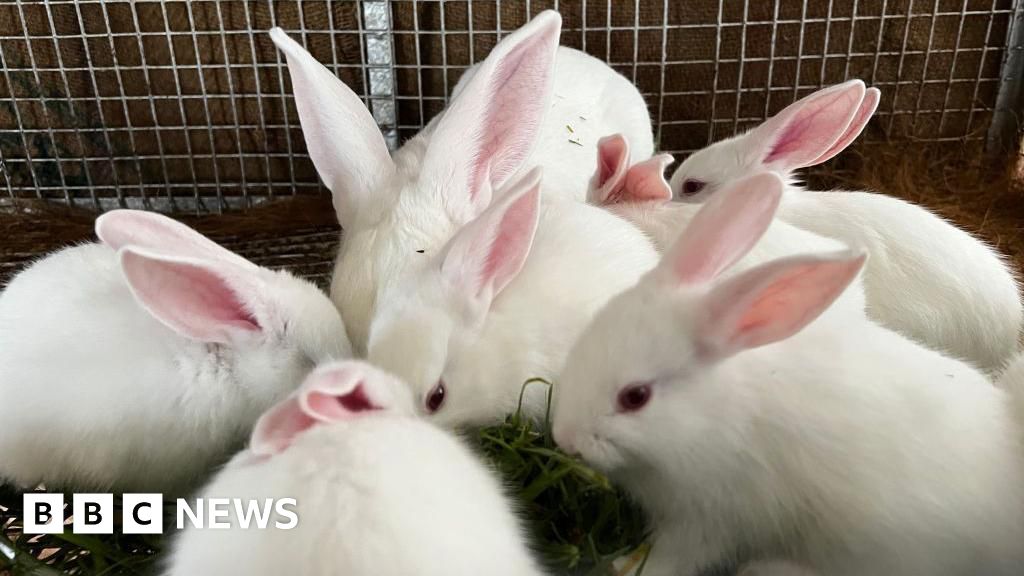 UK government sets out plan to phase out animal experiments