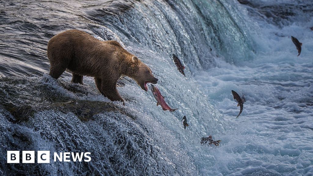 Fat Bear Week kicks off - watch some of the contestants