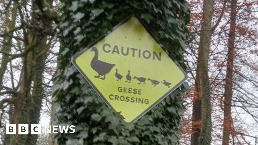 Ramsbottom gets geese crossing signs to allay resident's fears