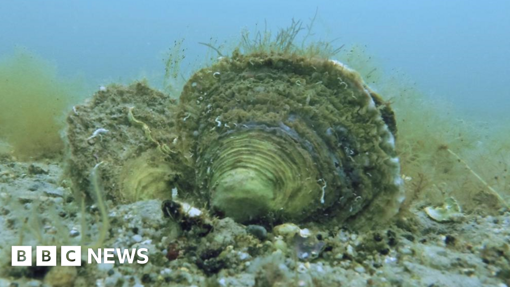 Native oyster reefs once common say Cornwall researchers - BBC News