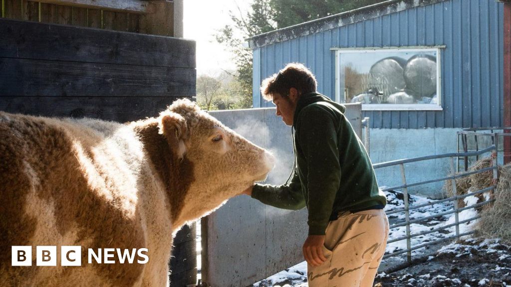 bbc.co.uk - Indy Almroth-Wright - Care farm in Sherborne seeks support to cover funding gap - BBC News