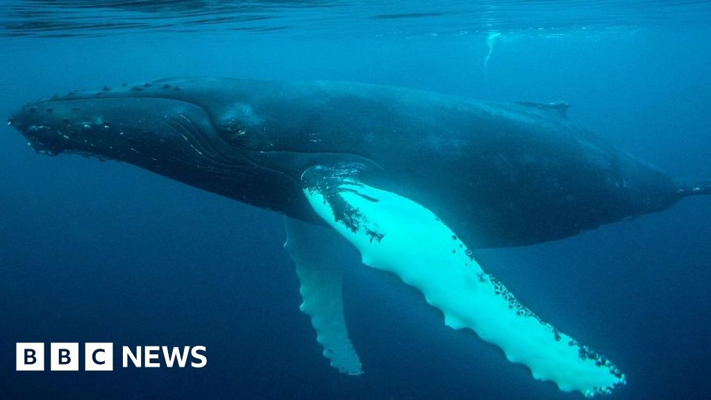 Humpback whale sighting near Deal sparks excitement