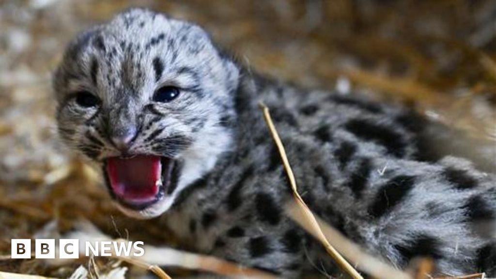 Endangered snow leopard born at animal sanctuary