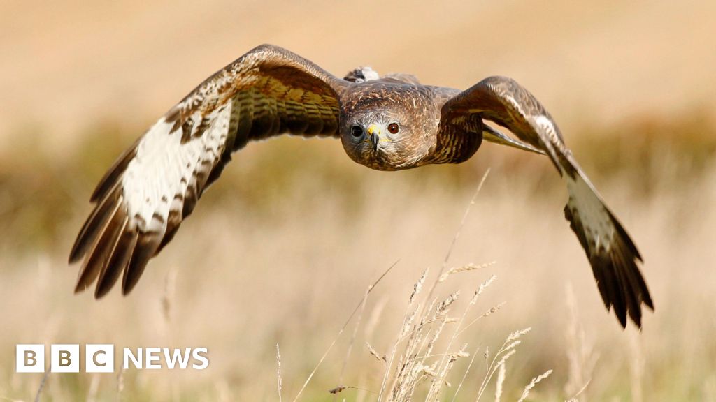 Bird flu: Case found in Republic of Ireland