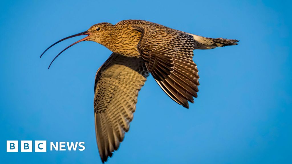 Can drones help save Wales' most threatened bird?