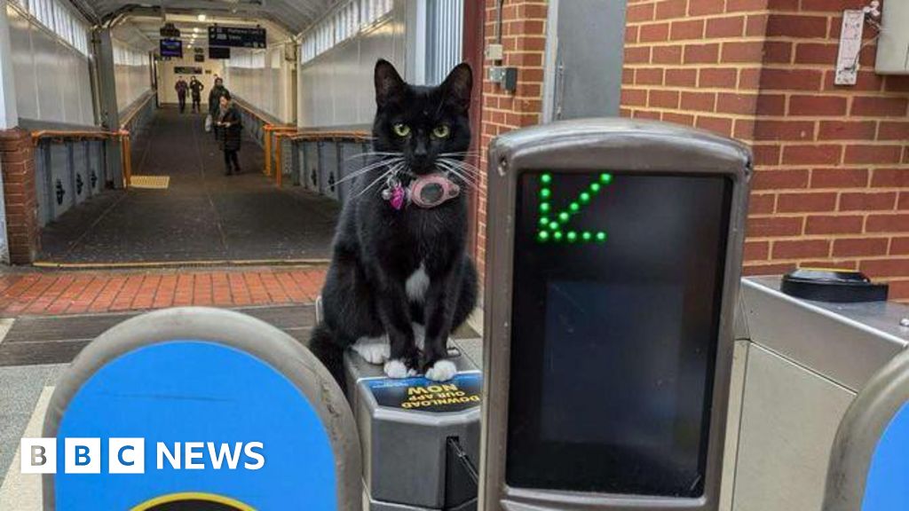 Kucing petualang naik kereta ke London dari Weybridge