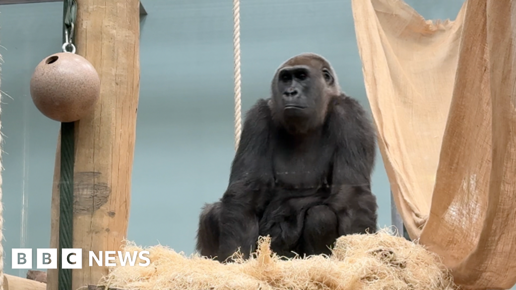 Jersey Zoo's £8m Gorilla Enclosure Opens, Hailed as World-Class