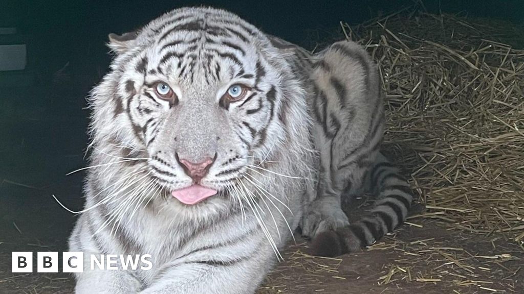 Rescued white tiger's move to UK 'imminent'