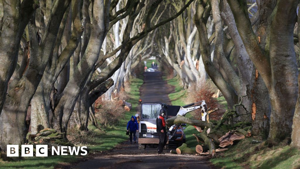 In pictures: Storm Isha brings down trees across Northern Ireland