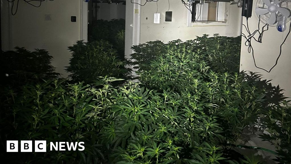 Huddersfield Police Seize £800,000 in Cannabis Plants