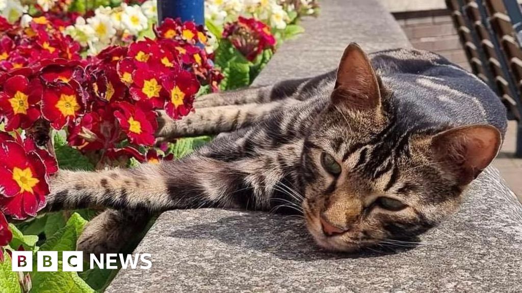 Tilly cat statue cash to be repaid after woman spent donations