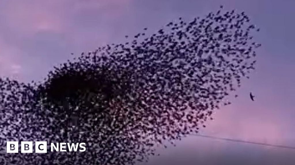 Moment falcon hunts starlings during mumuration