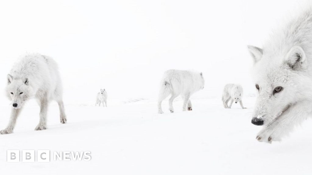 bbc.co.uk - Andrew Dawkins - Shrewsbury to host Wildlife Photographer of the Year exhibition