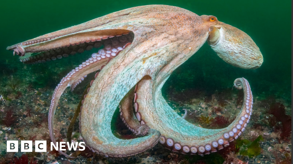 Future rare octopus blooms 'likely' in UK seas