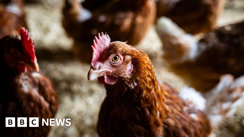 Public alerted after bird flu outbreak in East Sussex