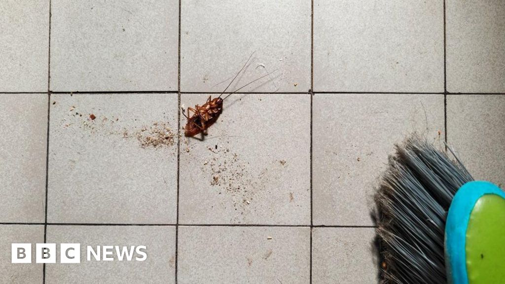 Woman trying to burn cockroach sets South Korea apartment ablaze