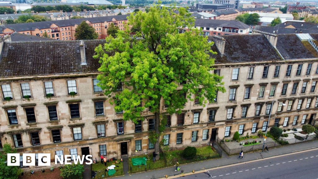 Glasgow's Argyle Street Ash wins Tree of the Year title