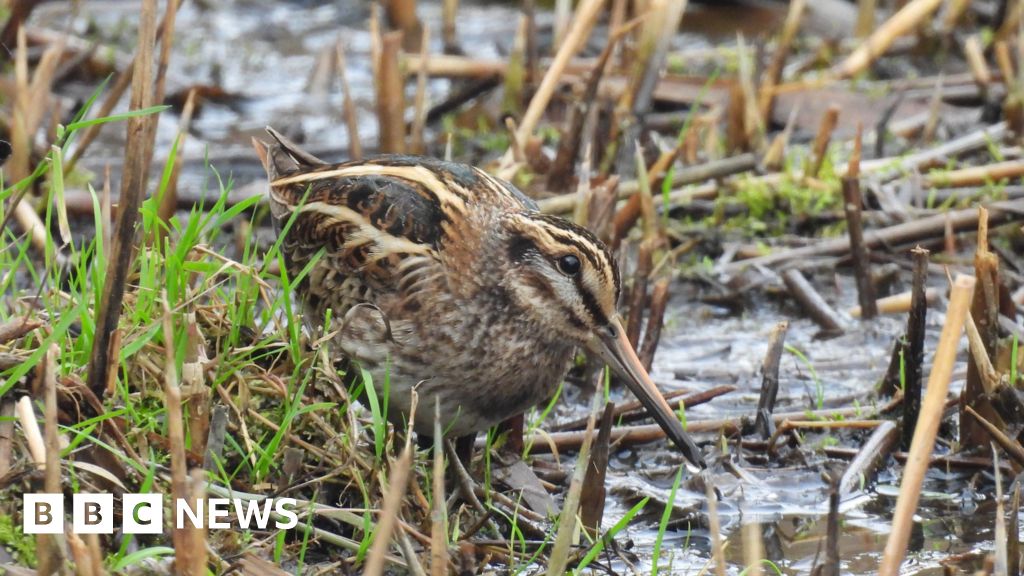 RSPB Saltholme jack snipe delights birdwatchers at hide