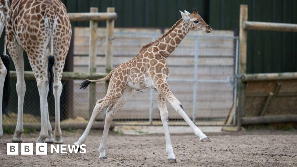 West Midlands Safari park baby giraffe takes first outdoor 'zoomies'