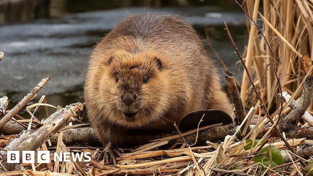 Beaver plan 'will not be affected by sewage issue'