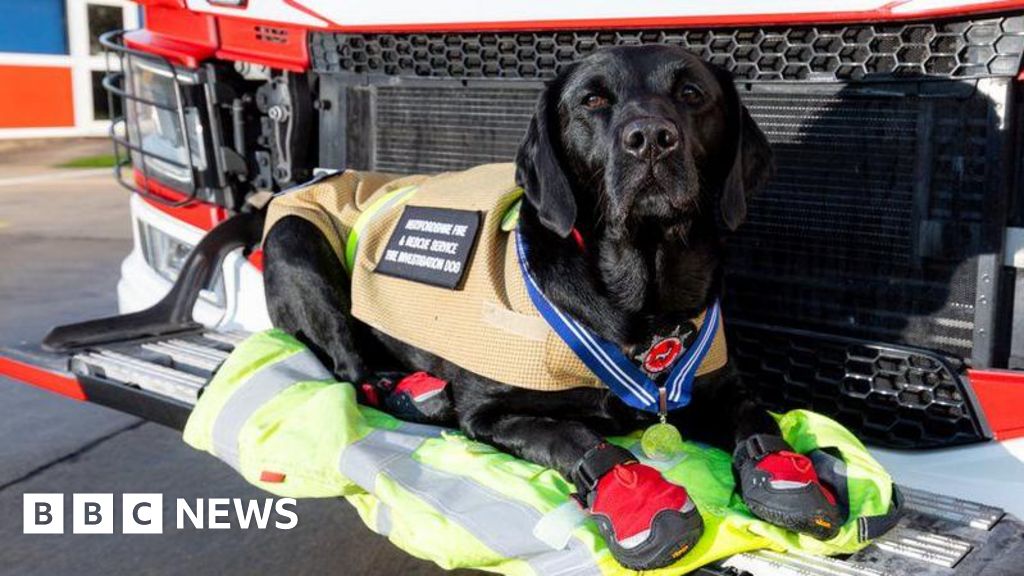 Hertfordshire fire dog Reqs dies a year after retiring