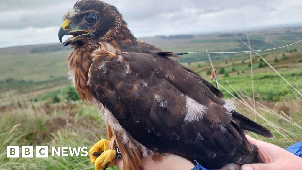 Hen Harrier Reserve