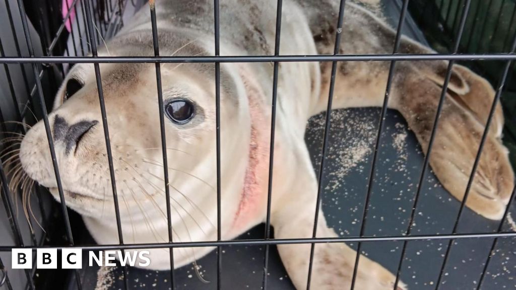 The fight to stop animals dying in fishing nets