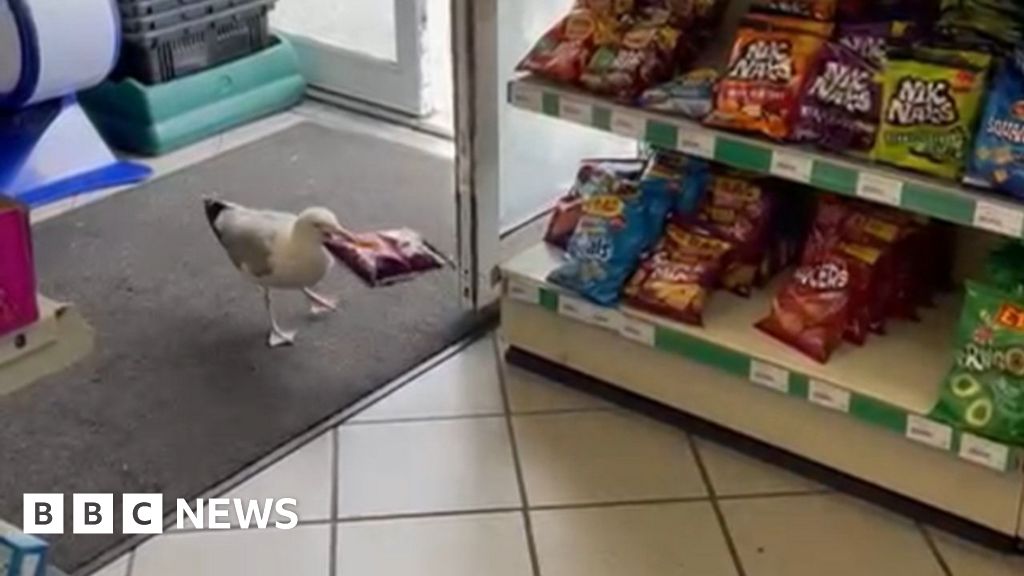 Shoplifting ‘Steven Seagull’ banned from Dorset shop