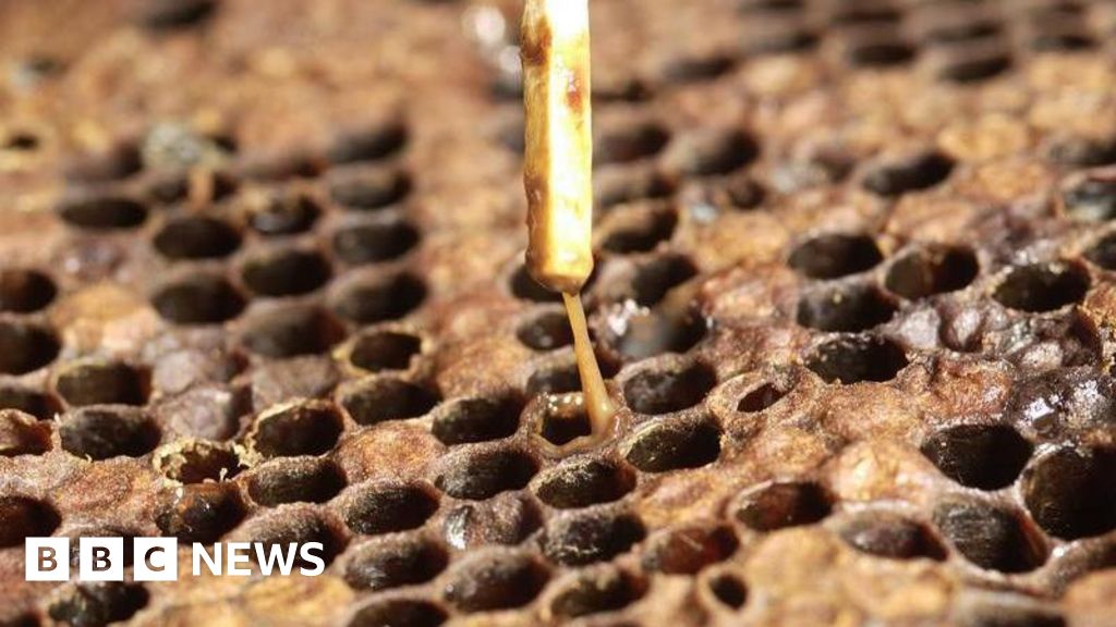 North East bee hives hit by worst disease outbreak in 10 years - BBC News