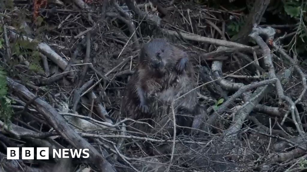 Released beavers settle after year of ups and downs