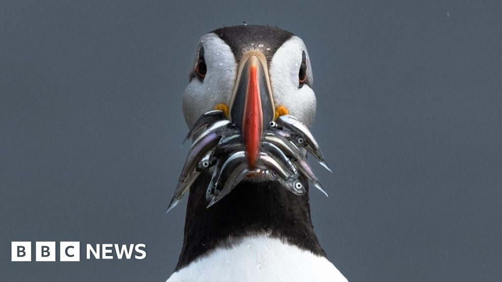 Your pictures of Scotland: Photographs from around the country – BBC News