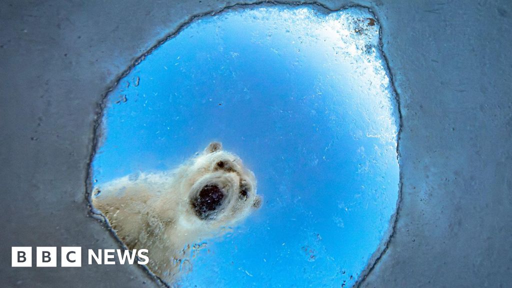 Wildlife Photographer of the Year 2026 Shortlist Highlights Stunning Images
