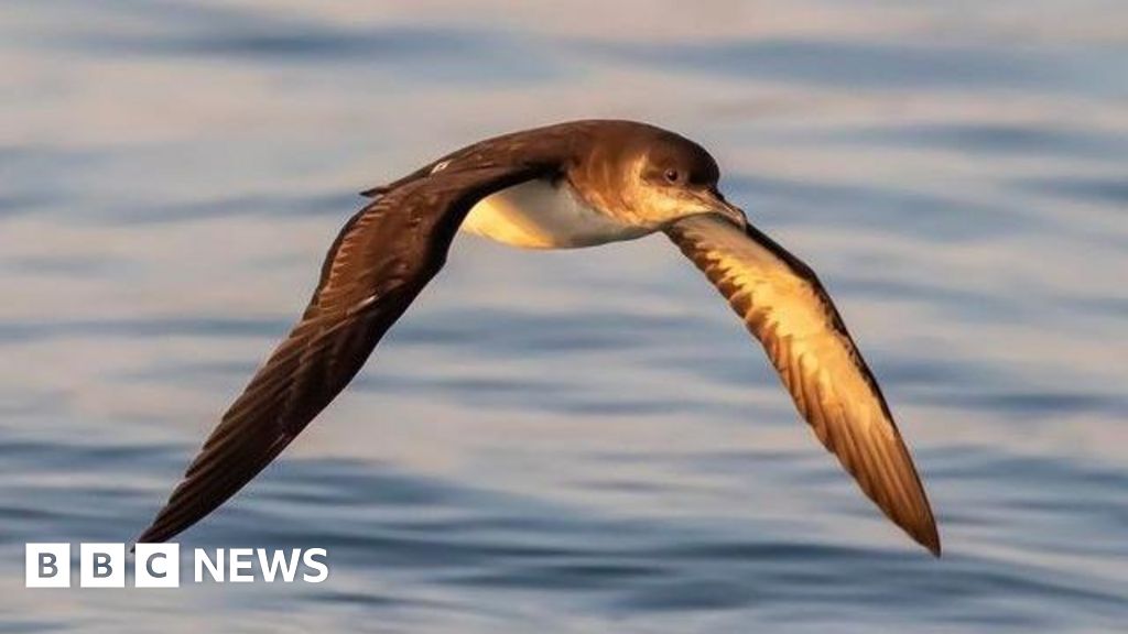 Rare Manx Shearwaters Breed on Rathlin Island for First Time in Decades After Conservation Efforts