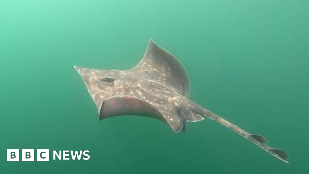 Europe's largest skate recovers in Scottish waters