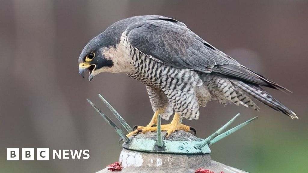 Lincoln Cathedral peregrine falcon found dead after 'falling from sky'